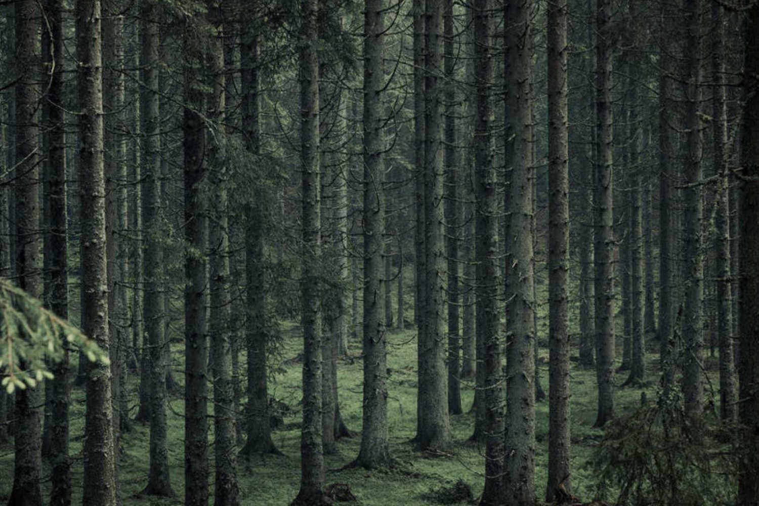Forrest_ribnica